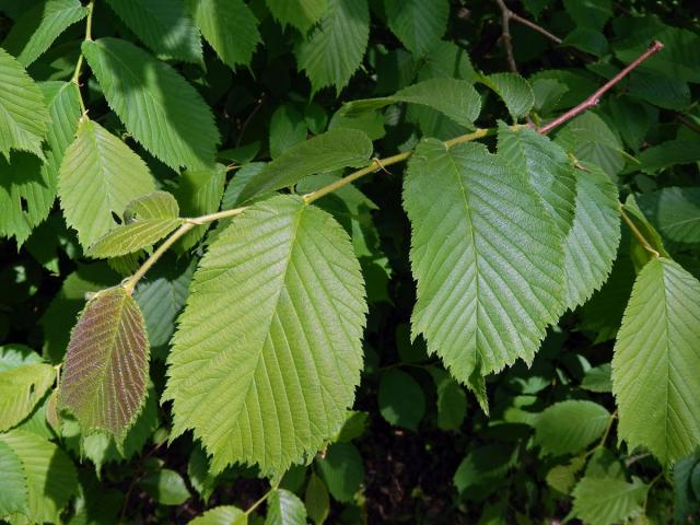 Jilm habrolistý (Ulmus minor Mill.)