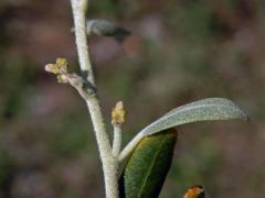 Dub kermesový (Quercus coccifera L.)