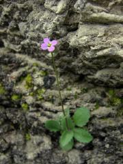 Huseník (Arabis verna (L.) R. Br.)