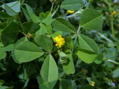 Tolice (Medicago disciformis DC.)