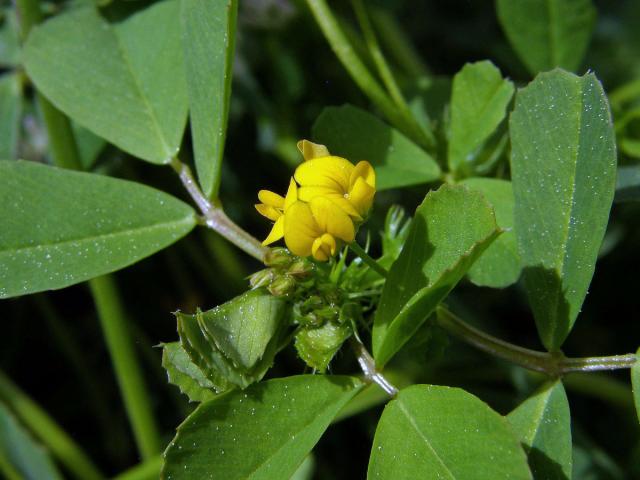 Tolice (Medicago disciformis DC.)