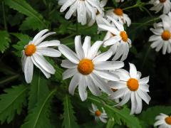 Kopretinovec (Argyranthemum pinnatifidum (L.f.) R.T. Lowe)