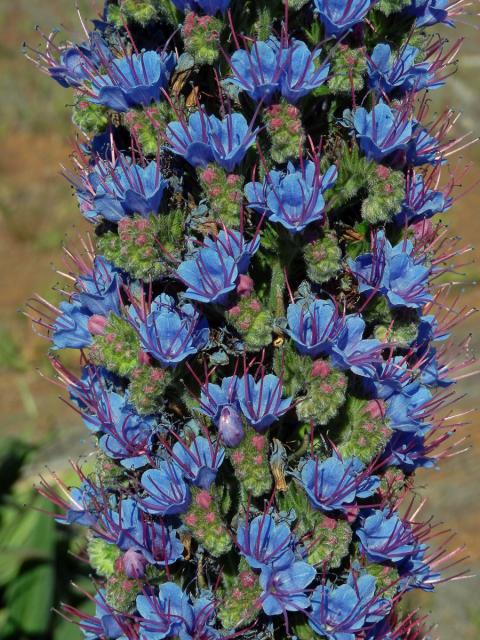 Hadinec (Echium candicans L. fil.)