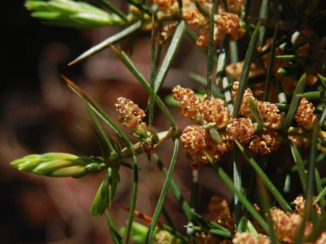 Jalovec obecný pravý (Juniperus communis L. subsp. communis)