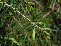 Jalovec obecný pravý (Juniperus communis L. subsp. communis)