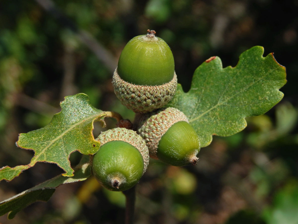 Dub pýřitý (Quercus pubescens Willd.)