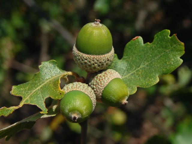 Dub pýřitý (Quercus pubescens Willd.)