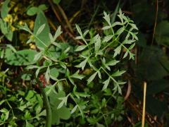 Smldník olešníkový (Peucedanum oreoselinum L.)