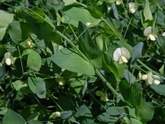 Hrachor (Lathyrus aphaca var. pseudoaphaca (Boiss.) Dav.)