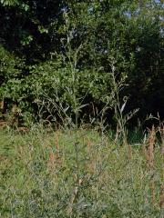 Lebeda větevnatá (Atriplex patula L.)