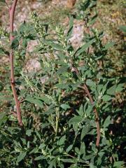 Merlík tuhý (Chenopodium strictum Roth)