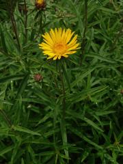 Oman mečolistý (Inula ensifolia L.)