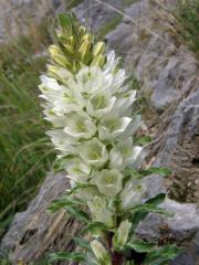 Zvonek žlutokvětý (Campanula thyrsoides L.)