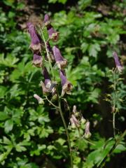 Oměj moldavský (Aconitum moldavicum Hacq. ex Rchb.)