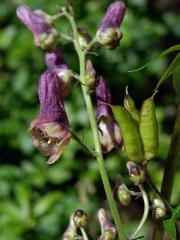 Oměj moldavský (Aconitum moldavicum Hacq. ex Rchb.)