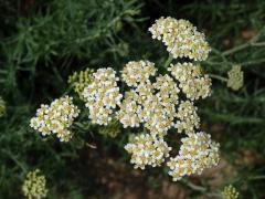 Řebříček jemnolistý (Achillea crithmifolia Waldst. & Kit.)