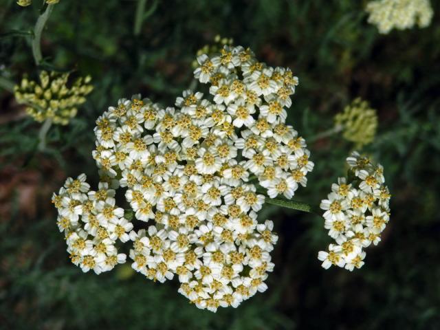 Řebříček jemnolistý (Achillea crithmifolia Waldst. & Kit.)