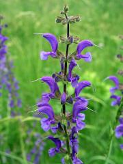 Šalvěj (Salvia L.)