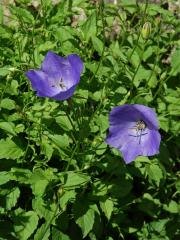 Zvonek karpatský (Campanula carpatica Jacq.)   