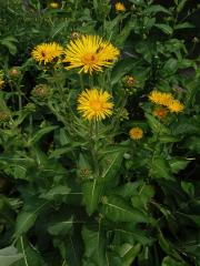 Oman pravý (Inula helenium L.)