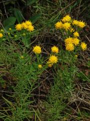 Hvězdnice zlatovlásek (Aster linosyris (L.) Bernh.)   