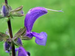 Šalvěj luční (Salvia pratensis L.)
