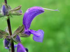 Šalvěj luční (Salvia pratensis L.)