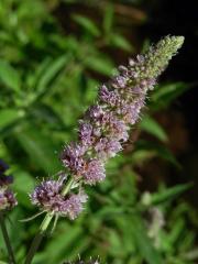 Máta dlouholistá (Mentha longifolia (L.) L.)