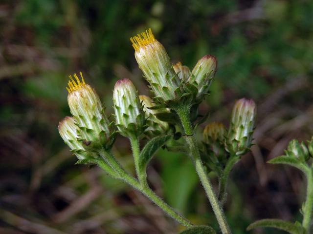 Oman hnidák (Inula conyzae (Griesselich) Meikle)