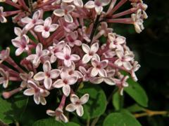 Šeřík pýřitý (Syringa pubescens Turcz.)