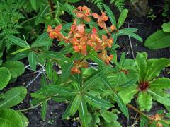 Pryšec (Euphorbia griffithii Hook. f.)