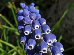 Modřenec širolistý (Muscari botryoides (L.) Mill.)