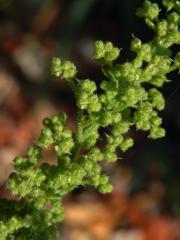 Merlík hroznový (Chenopodium botrys L.)