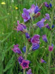 Hadinec obecný (Echium vulgare L.)