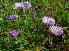 Hvězdnice křovitá (Aster dumosus L.)