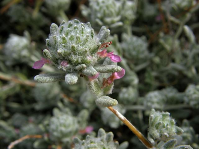 Ožanka (Teucrium capitatum L. subsp. capitatum)