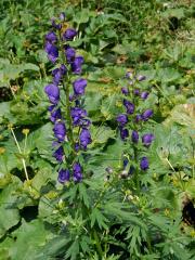 Oměj tuhý pravý (Aconitum firmum Rchb. subsp. firmum)