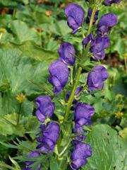 Oměj tuhý pravý (Aconitum firmum Rchb. subsp. firmum)