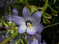 Zvonek (Campanula pyramidalis L.), šestičetný květ