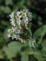 Otočník evropský (Heliotropium europaeum L.)