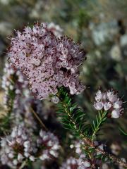 Vřesovec (Erica erigena R. Ross)