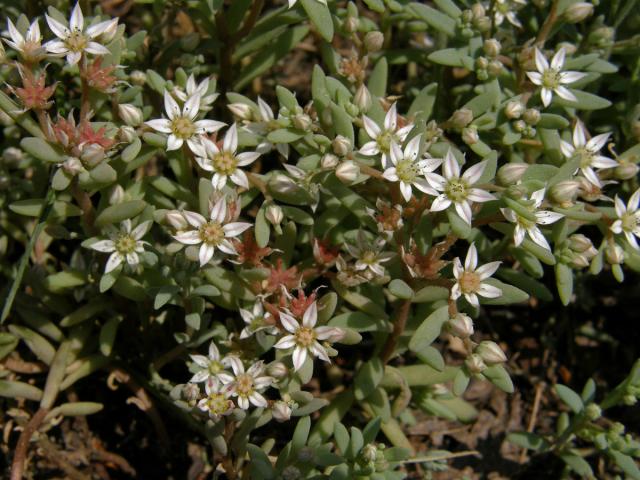 Rozchodník španělský (Sedum hispanicum L.)