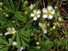 Mochna bílá (Potentilla alba L.)