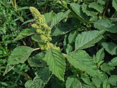 Laskavec ohnutý (Amaranthus retroflexus L.)