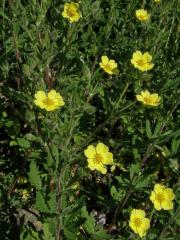 Mochna chlupatá (Potentilla hirta L.)