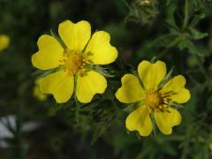 Mochna chlupatá (Potentilla hirta L.)