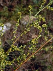 Pelyněk ladní (Artemisia campestris L.)