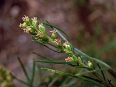 Pelyněk ladní (Artemisia campestris L.)