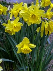 Narcis žlutý (Narcissus pseudonarcissus L.)