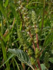 Laskavec zelenoklasý (Amaranthus powellii S. Watson)